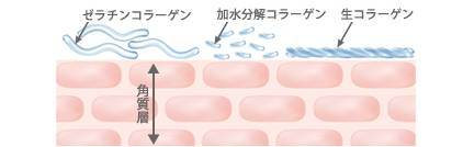 ゼラチンコラーゲン 加水分解コラーゲン 生コラーゲン